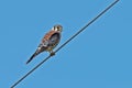 American Kestrel