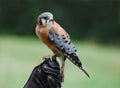 American Kestrel