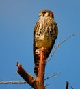 American Kestrel / Sparrow Hawk