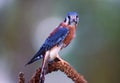 American kestrel standing on perch Royalty Free Stock Photo