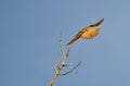 American Kestrel With Tail Feathers Fanned Out Royalty Free Stock Photo