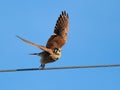 American Kestrel Taking Flight Royalty Free Stock Photo