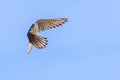 American Kestrel Taking Flight Royalty Free Stock Photo