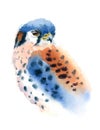 American Kestrel Watercolor Bird Illustration Hand Painted Royalty Free Stock Photo