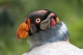 American king vulture