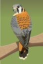 American krestel bird vector illustration Royalty Free Stock Photo