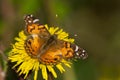 American Lady Butterfly - Vanessa virginiensis Royalty Free Stock Photo