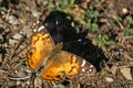 American Lady Butterfly - Vanessa virginiensis Royalty Free Stock Photo