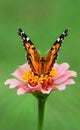 Close-up of American Lady butterfly on a zinnia bloom Royalty Free Stock Photo