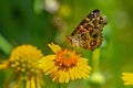 American Lady Butterfly Royalty Free Stock Photo