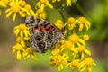 American lady butterfly closeup Royalty Free Stock Photo