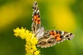 American Lady Butterfly - Vanessa virginiensis Royalty Free Stock Photo