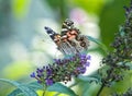 American Lady Butterfly Royalty Free Stock Photo