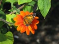 American Lady Butterfly