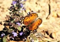 American Lady Butterfly on Purple Ajuga Royalty Free Stock Photo