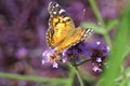American Lady Butterfly Royalty Free Stock Photo