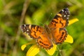 American Lady Butterfly - Vanessa virginiensis Royalty Free Stock Photo
