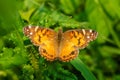 American Lady Butterfly - Vanessa virginiensis Royalty Free Stock Photo