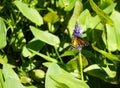 American Lady Butterfly (Vanessa virginiensis) on pickeral weed (Pontederia cordata Royalty Free Stock Photo