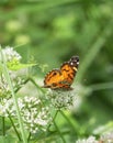 American Lady Butterfly, Vanessa virginiensis Royalty Free Stock Photo