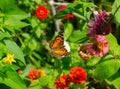 American Lady butterfly - Vanessa virginiensis - spread wings in the middle of multi colored wildflowers. Perfect detail Royalty Free Stock Photo