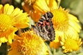 American Lady Butterfly on Yellow Gaillardia Flowers Close-up Royalty Free Stock Photo