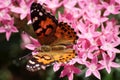 American painted lady on Pentas lanceolata