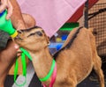 American LaMancha Goat Royalty Free Stock Photo