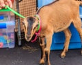 American LaMancha Goat Royalty Free Stock Photo