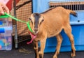 American LaMancha Goat Royalty Free Stock Photo