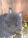 American LionHead Rabbit