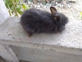 American LionHead Rabbit