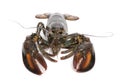 American lobster, Homarus americanus Royalty Free Stock Photo