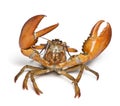 American lobster, Homarus americanus Royalty Free Stock Photo