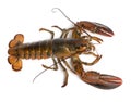 American lobster, Homarus americanus