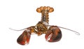 American lobster, Homarus americanus, Royalty Free Stock Photo