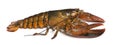 American lobster, Homarus americanus Royalty Free Stock Photo