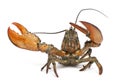 American lobster, Homarus americanus