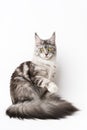 American Longhair Coon Cat sits with one paw raised and looking at camera. Studio white background Royalty Free Stock Photo