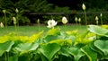 American lotus flower, lotus bud. White yellow nelumbo nucifera ssp. Lutea, water lily on the stalk Royalty Free Stock Photo