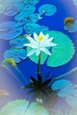 American lotus flower lily pad pond Royalty Free Stock Photo