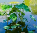 American Lotus Leaf Nelumbo lutea in a small pond. Royalty Free Stock Photo