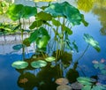 American Lotus Leaf Nelumbo lutea in a small pond. Royalty Free Stock Photo