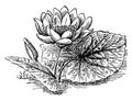 American Lotus vintage illustration