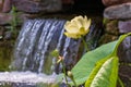 American Lotus and waterfall Royalty Free Stock Photo