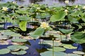 Isolated American Lotus flower in a sea of lilypads Royalty Free Stock Photo