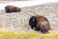 American Bisons Resting at Hayden Valley in Yellowstone National Park Royalty Free Stock Photo