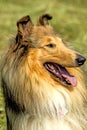 American, male, purebred collie dog