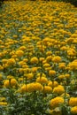 American marigold, Aztec marigold, Big marigold flower in garden Royalty Free Stock Photo
