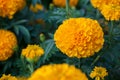 American marigold yellow calendula blooming in garden background, soverign Tagetes erecta L.